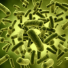 Бифидобактерии (bifidobacterium bifidum, bifidobacterium adolescentis)