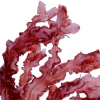 Экстракт красных морских водорслей (Chondrus Crispus)